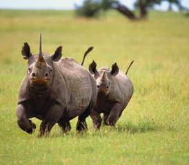 5 jours safari en groupe en Tanzanie au Serengeti, lac Manyara, Tarangire et cratère du Ngorongoro, Tanzanie - Photo 5