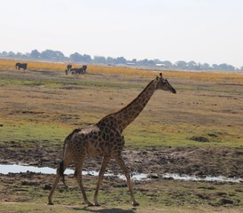 5-Daagse Victoria Falls Safari in Zimbabwe met Dagtochten naar Livingstone, Zambia en Chobe, Botswana - Photo 3