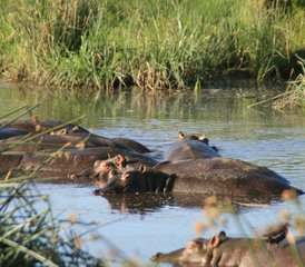 6 Tage Serengeti Kogatende Migration - Mara River Crossing Safari in Tansania - Photo 2