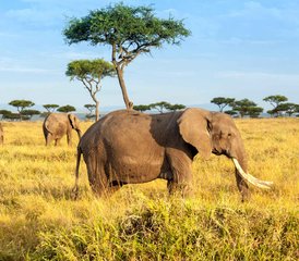 65 días de safari privado de lujo en Kenia por Masái Mara y el lago Nakuru - Photo 1