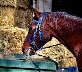 2 Day Horse Riding Holiday in the Heart of the Chantilly Region - Photo 5