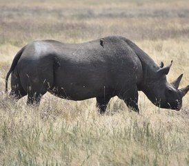 7 Tage Private Luxus-Lodge- und Migrationssafari in Tansania - Photo 4