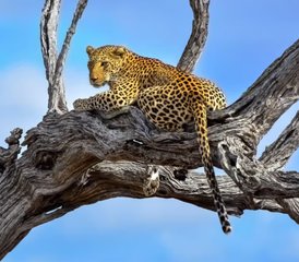 54 Tage Tansania Safari mit Heißluftballon in Tarangire, Serengeti und am Ngorongoro-Krater - Photo 1