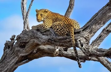 4 jours en stage de safari en montgolfière à Tarangire, Serengeti et au cratère du Ngorongoro, Tanzanie