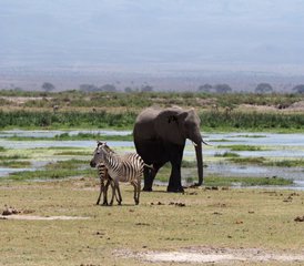 9 días de safari y costa en el sur de Kenia - Photo 3
