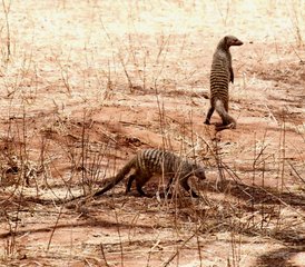 3 Tage Flug-Lodge-Safari (Hin- und Rückflug) zum Serengeti-Nationalpark und zum Ngorongoro-Krater in Tansania - Photo 5
