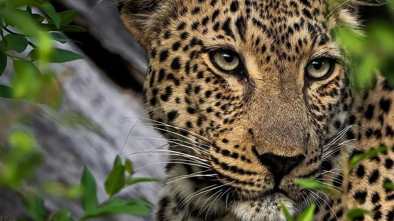 7 Day Unveiling Africa’s Wonders Serengeti, Lake Manyara, Ngorongoro, Tarangire Safari in Tanzania