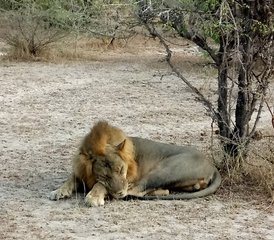 3-Daagse Privé Budgetvriendelijk Safari in Nyerere NP met Boot- en Wandelsafari, Tanzania - Photo 5