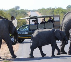 4-Daagse Lodge- en Boomhut-Safari in Balule Nature Reserve en Kruger National Park, Zuid-Afrika - Photo 2