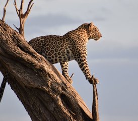 57 Tage Aufregende Wildtier-Road-Safari in Kenia  - Photo 1