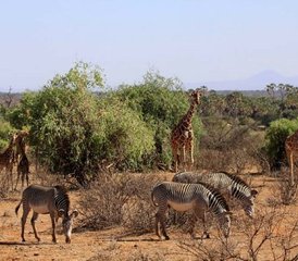66 días de safari de camping por lo mejor de Etosha, Swakopmund y Sossusvlei en Namibia - Photo 1