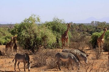 6 días de safari de camping por lo mejor de Etosha, Swakopmund y Sossusvlei en Namibia