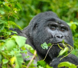 3 días de safari de trekking con gorilas en el Parque Nacional de Bwindi, Uganda - Photo 2