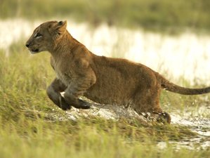 10 Day Taste of the Wild Safari and Culinary Tour in Okavango Delta, Botswana