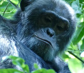 6 Tage Ugandische Safari mit Gorillas und Schimpansen in den Nationalparks Bwindi, Kibale und Queen Elizabeth - Photo 2