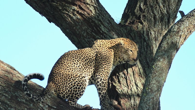 7 Days Guided Safari Tour in Southern Tanzania