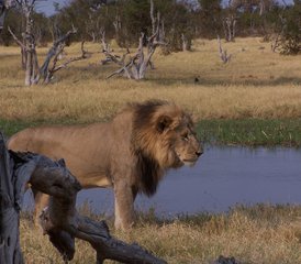 7-Daagse Safari Tour in Botswana - Photo 4