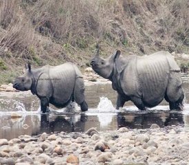 4-Daagse Wildlife Tour in Chitwan National Park, Nepal - Photo 5