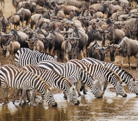 7 jours en safari privé impressionnant en Tanzanie - Photo 2