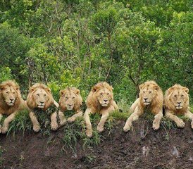 7 jours safari camping pour découvrir les Big Five de Tanzanie, Tanzanie - Photo 5
