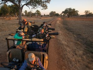 9 jours safari photo, South Luangwa, Zambie