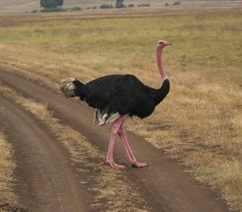 5 Tage Camping-Safari in Tansania: Erkundung des weltberühmten Serengeti-Nationalparks und des Ngorongoro-Kraters - Photo 2