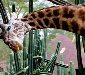 6 Tage Magische Safari in Kenia - Photo 2