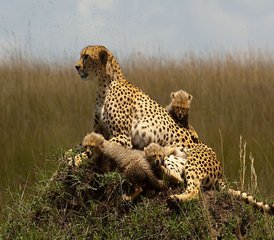 7-Daagse Keniaanse Safarivakantie in Masai Mara, Lake Nakuru, Aberdare en Ol Pejeta Conservancy - Photo 3