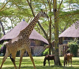 4 Day Masai Mara - Lake Nakuru Camping Safari in Kenya - Photo 4
