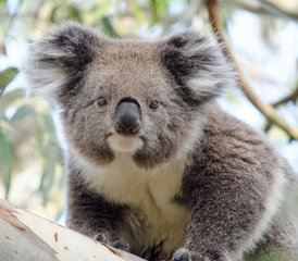 3 Tage Melbourne nach Adelaide Überland Wildlife Tour in Australien - Photo 2