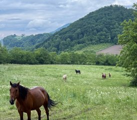 3 Tage Sternenpfad Reiturlaub in Moravica, Serbien - Photo 5