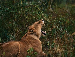 7 Day Spectacular Safari Experience in Mara, Lake Nakuru, Naivasha, and Amboseli, Kenya