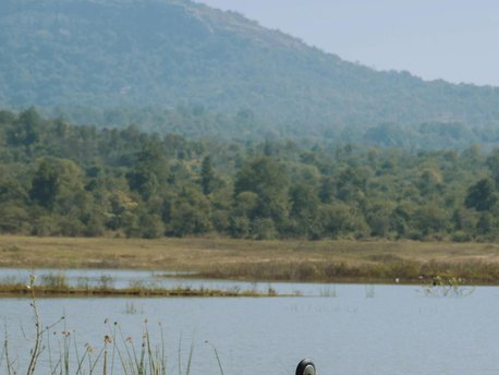 Dandeli