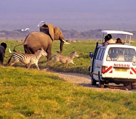 112 jours en stage de safari avec nuit à Amboseli National Park, Kenya - Photo 1