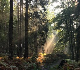 4 Tage Sommersonnenwende Retreat: Pure Lebensfreude & innere Klarheit im Nationalpark Edersee - Photo 3