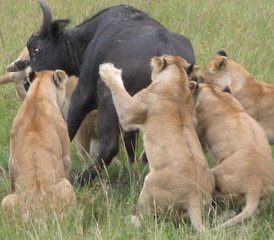 7 Day Best of Kenya Budget Group Safari - Photo 5