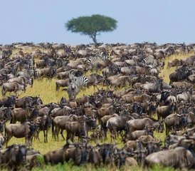 4 Tage Budget-Camping-Safari in der Masai Mara und im Lake Nakuru in Kenia - Photo 5