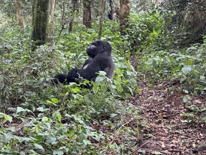 3 Day Gorilla Trekking Safari in Bwindi Impenetrable National Park and Lake Bunyonyi in Uganda