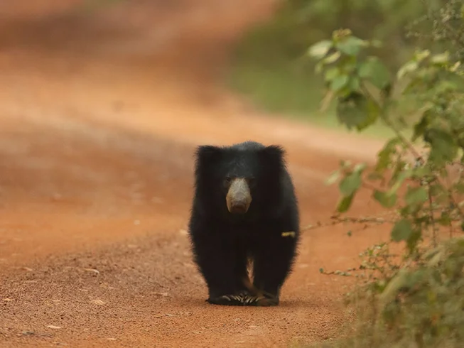 7 Day Guided Motorcycle Tour with Wildlife Experience and Historical Sites in Sri Lanka photo 5