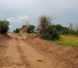 8 días de safari de los Cinco Grandes, gorilas y chimpancés en Uganda - Photo 4