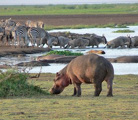 5 días de safari de acampada en el lago Manyara, Ngorongoro y Serengeti, Tanzania - Photo 2