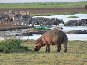 5 Days Great Migration and Budget Safari in Tanzania