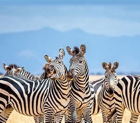 73 jours séjour safari privé dans le Serengeti et le cratère du Ngorongoro, Tanzanie - Photo 1