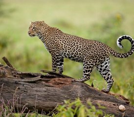 105 días de safari de lujo en Mara, Naivasha y Nakuru, Kenia - Photo 1