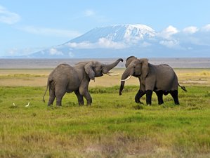 7 Day Magical Kenya Wild Safari Experience with Mid-range Accommodations