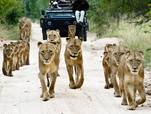 7 Day Great Kenya Safari in Masai Mara, Lake Nakuru, Amboseli, Tsavo East and West National Parks