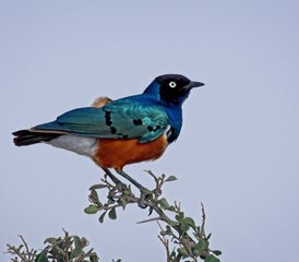 5 Day Safari to Discover Tanzania's Wildlife Splendor - Photo 5