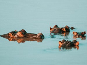 Nijlpaard Safari's