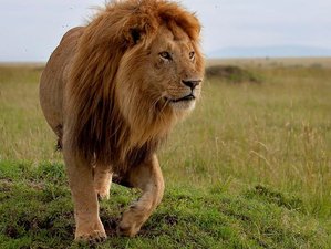 3 Day Maasai Mara Safari with Luxury Stay at Sopa Lodge in Kenya
