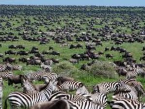 7 Day Unforgettable Tanzania Safari at Tarangire, Ngorongoro, Serengeti, and Lake Manyara